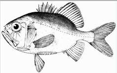 Gephyroberyx darwinii